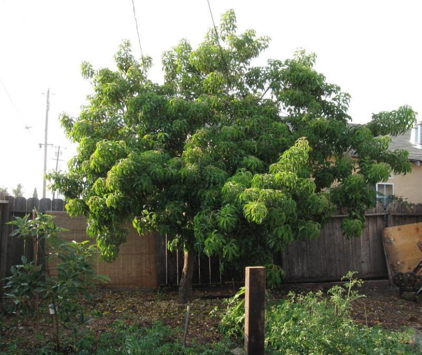 Davesgarden.com