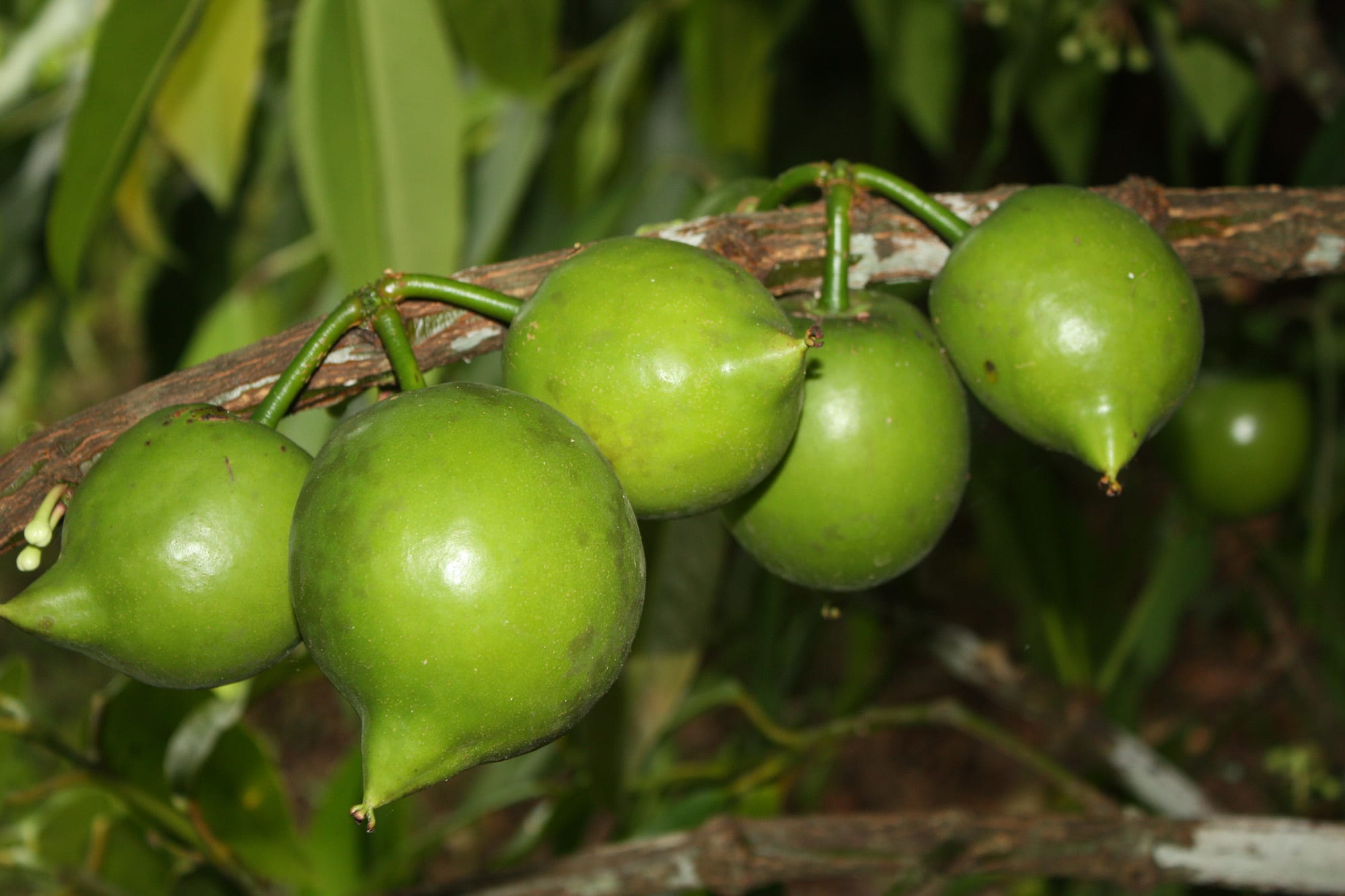 Cipote (Casimiroa edulis): cultivo y cuidados en España