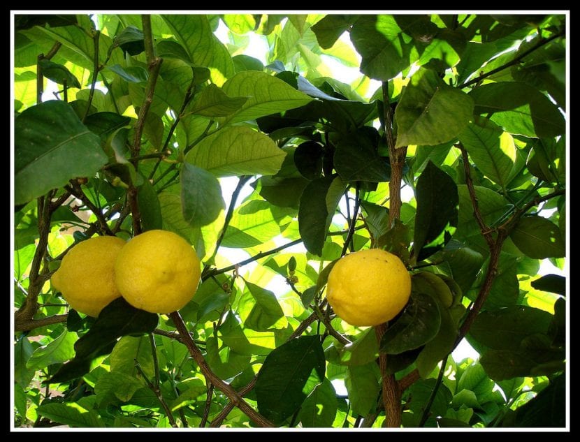 Árbol de limonero con frutos