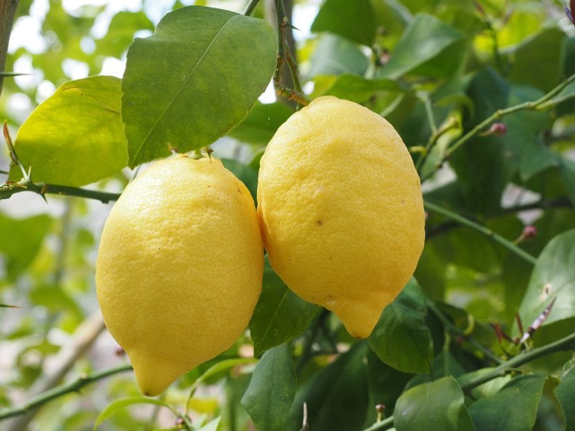 Citrus limon con frutos