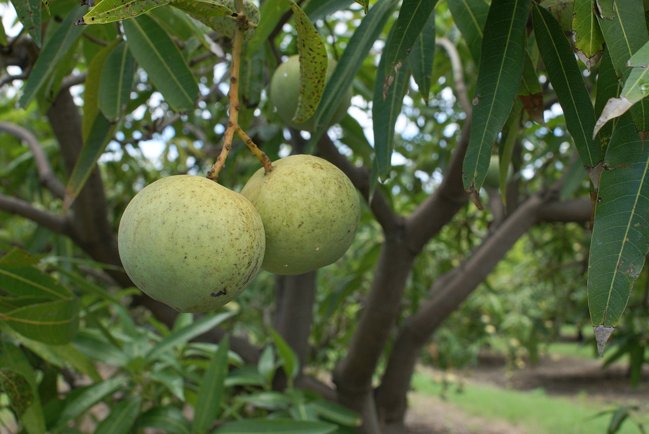 Cuidados del mango: clima, riego, poda y cosecha