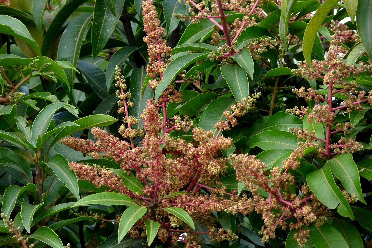 Las flores del mango son panículas