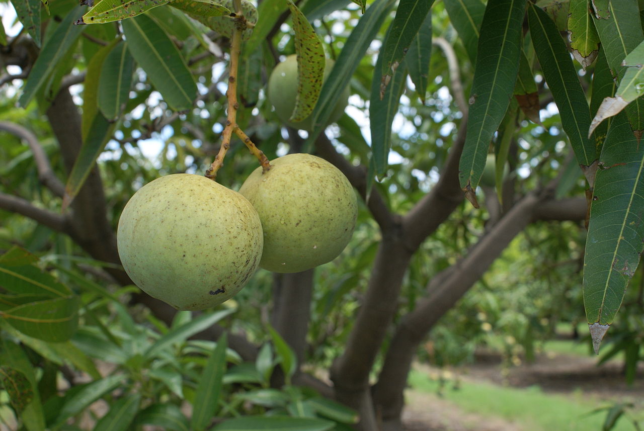 El mango es un árbol tropical