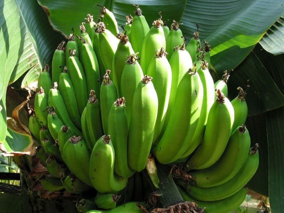 Cómo cultivar plataneras en casa: guía práctica
