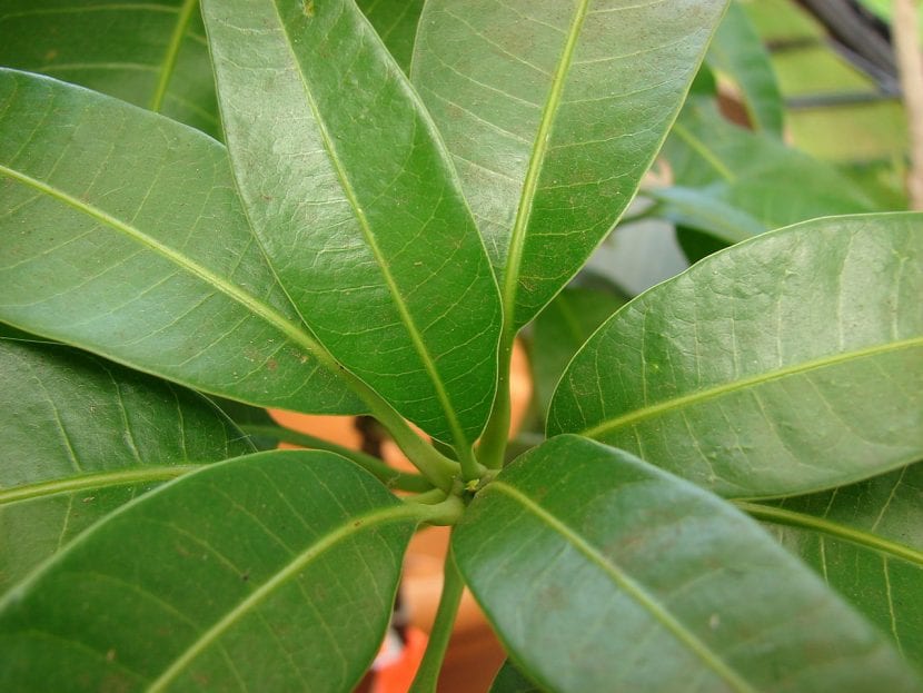 Hojas de Mangifera indica