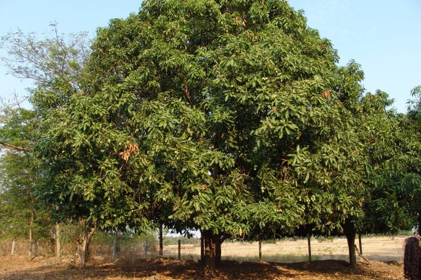 Árbol de mango en jardín