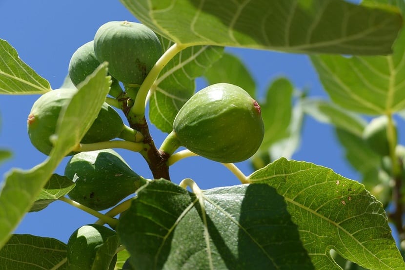 cultivar higuera en jardin