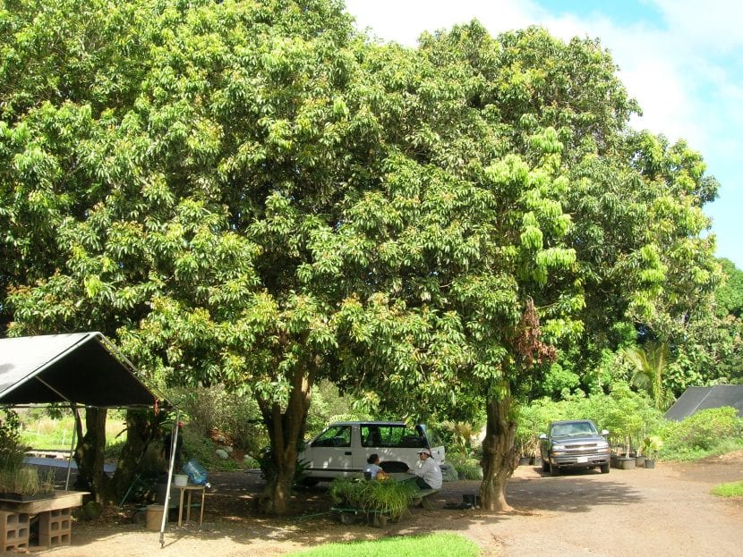 Ejemplares de lichi