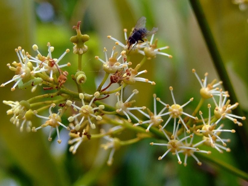 Flores del lichi