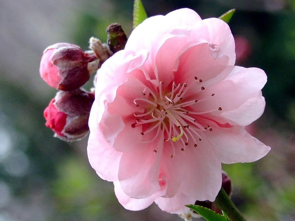 Prunus persica en flor