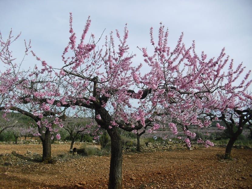 poda de almendros viejos