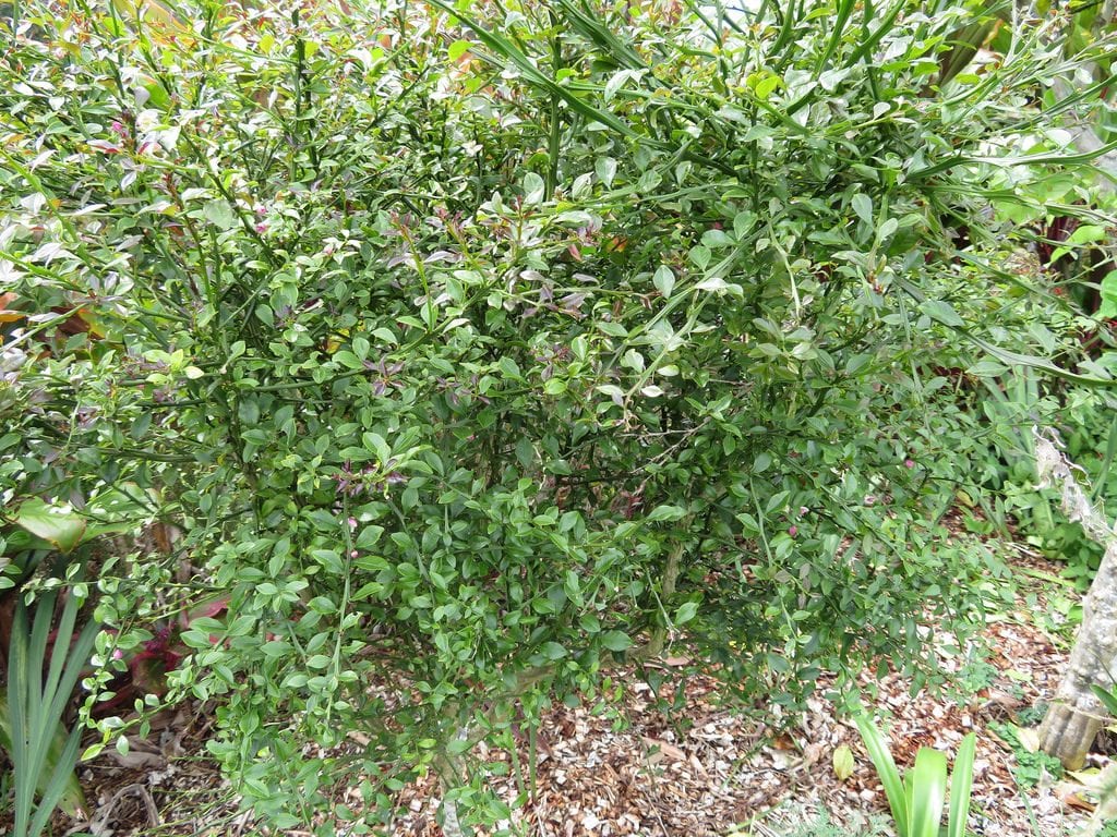 Citrus australasica