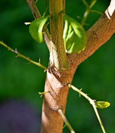 Tronco del Citrus australasica