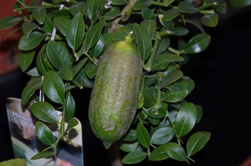 Frutos de dedo de lima (Citrus australasica) abiertos mostrando las vesículas