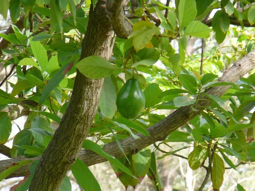 Persea americana, planta del acate