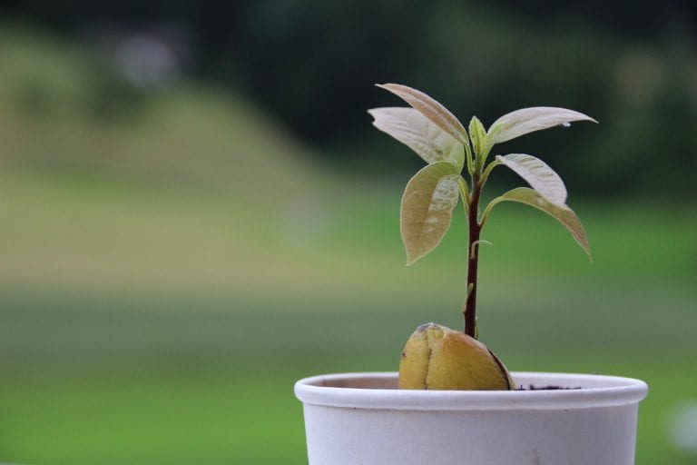 Aguacates madurando en el árbol
