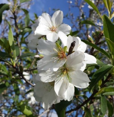 Almendro en flor a finales del invierno
