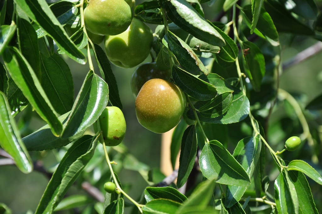 Azufaifo o jinjolero: cultivo, poda y multiplicación
