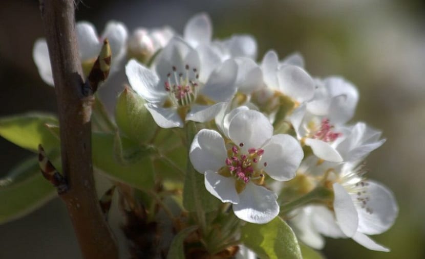 el peral florece pero no todas tienen fruto