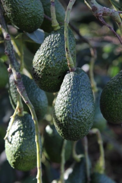 Brote de aguacate germinado a partir del hueso
