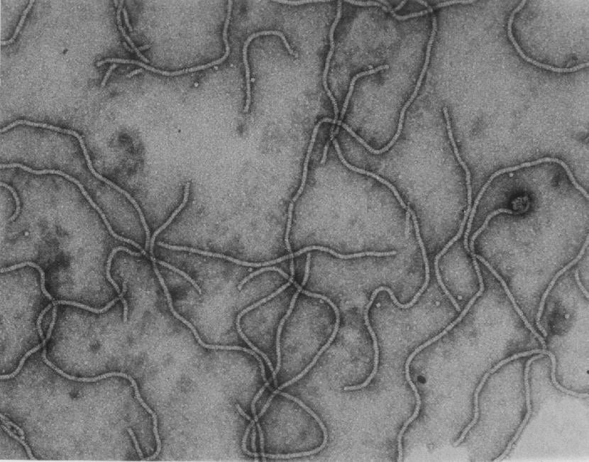 Closterovirus