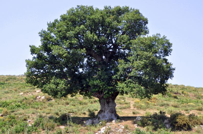 Quercus ilex