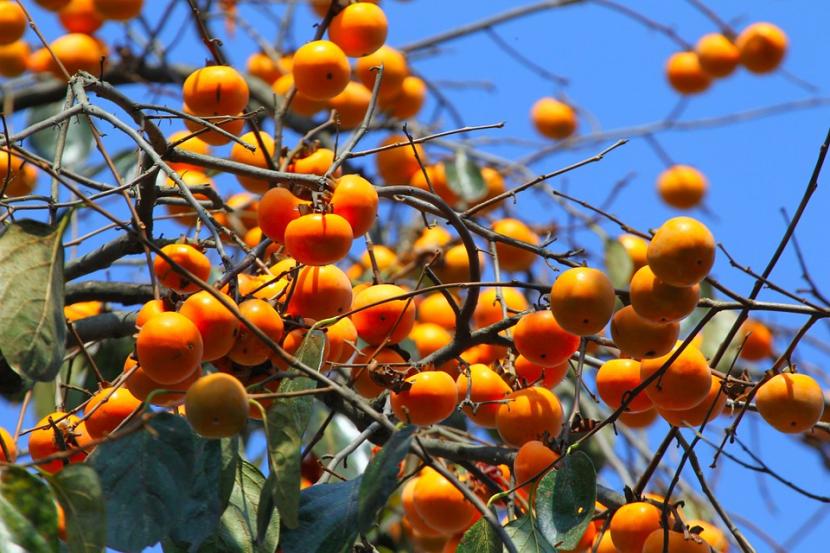 Diospyros kaki