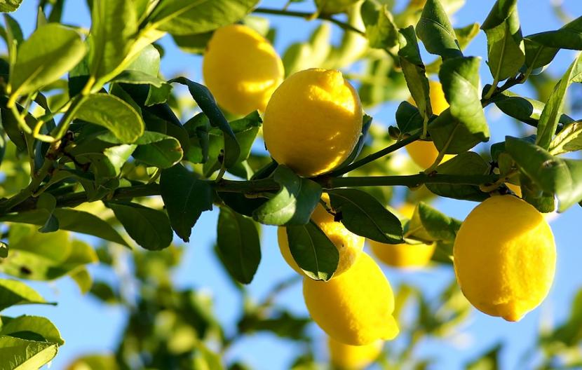 Limonero