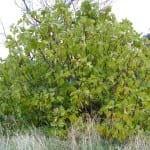 Ficus carica