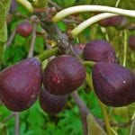 Higos de Ficus carica