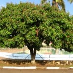 Árbol de mango