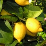 Limonero con frutos