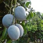 Mangos