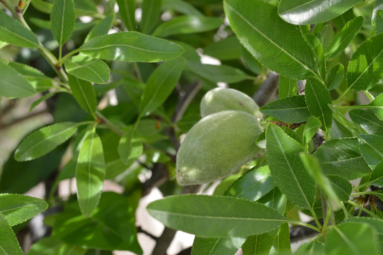 El almendro es un frutal caducifolio