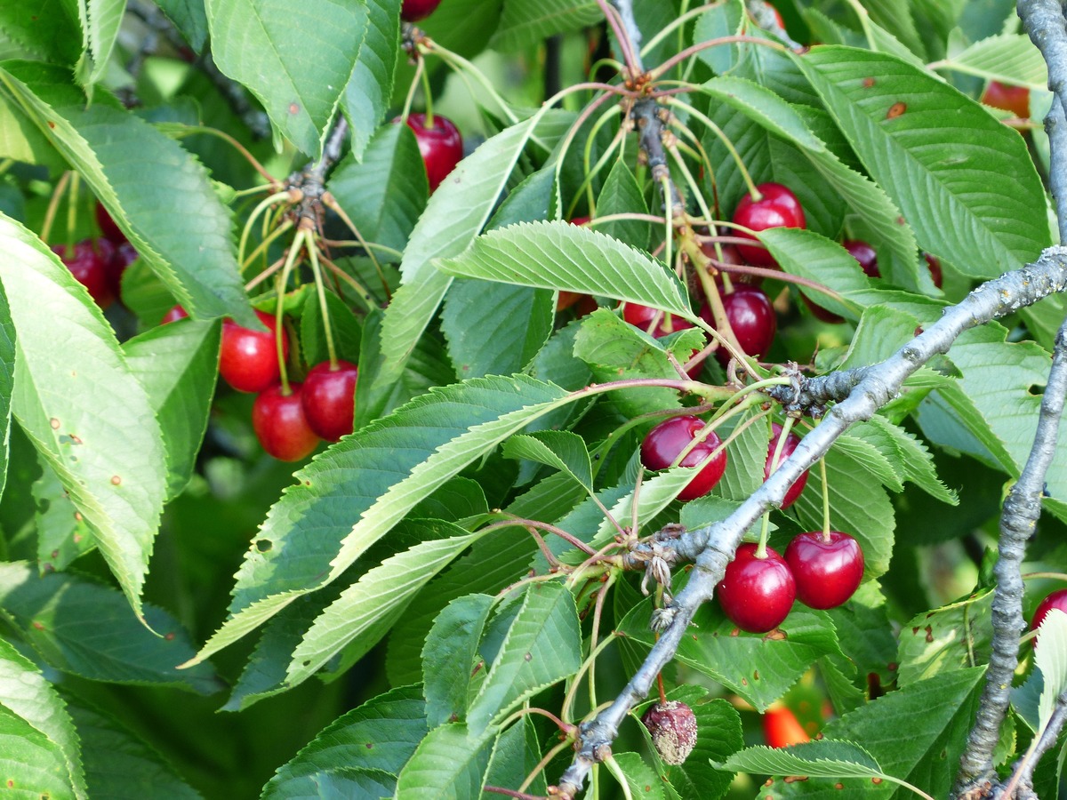 El cerezo es un frutal de rápido crecimiento