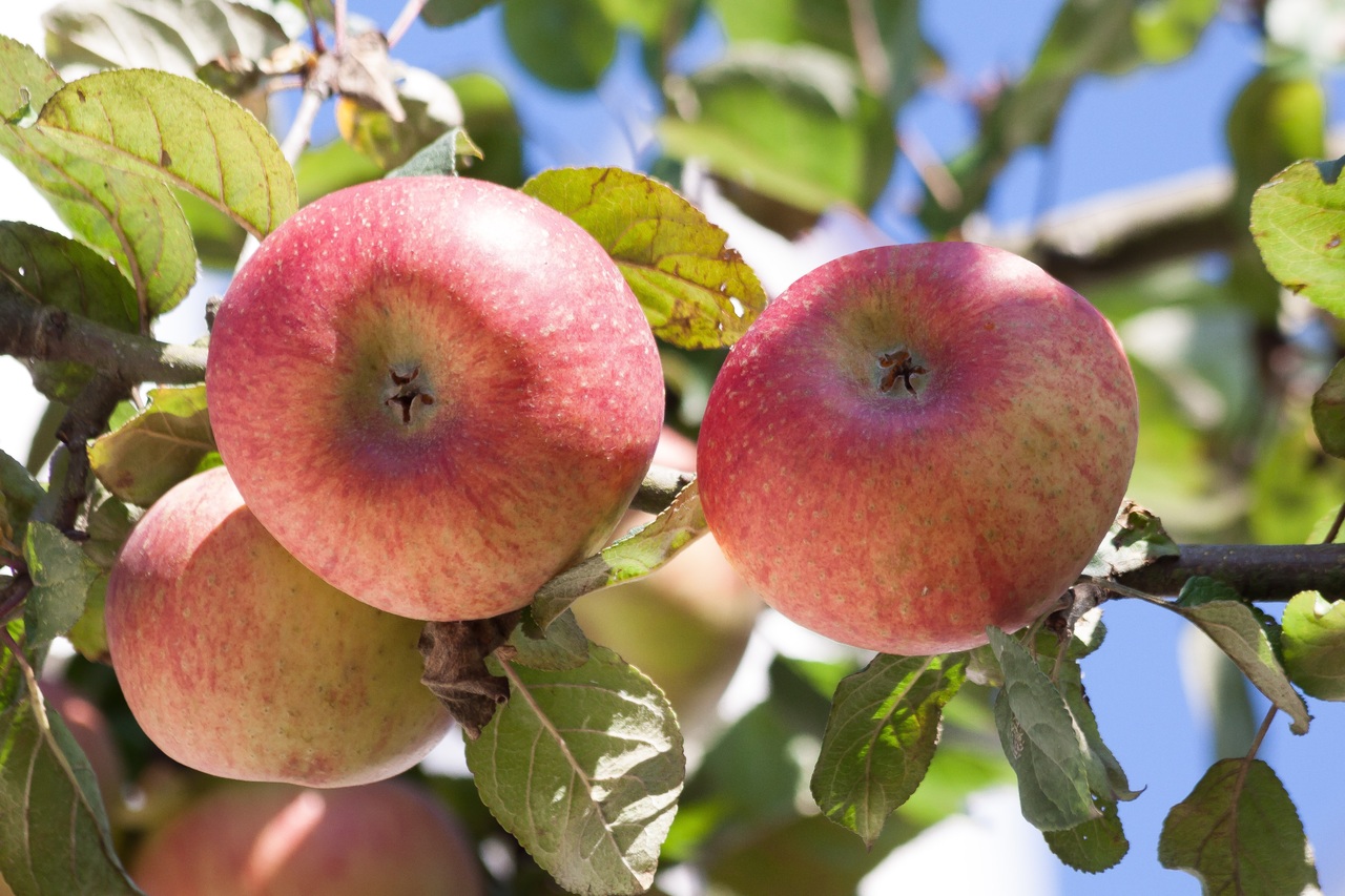 El manzano es un árbol frutal que crece rápido