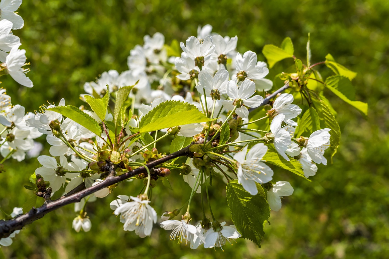 El Prunus spinosa es un árbol que produce frutos comestibles