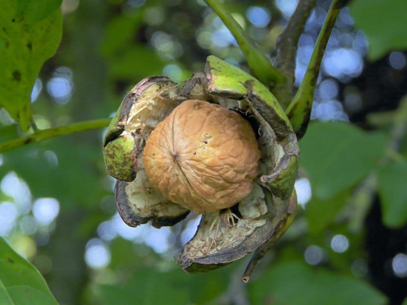 Nogal común con nueces en el árbol