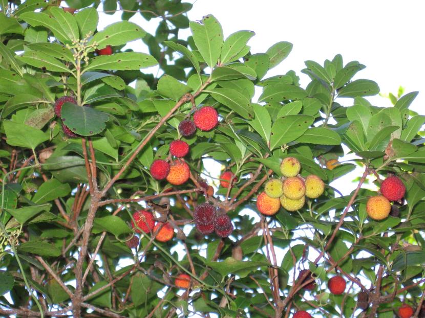 Madroño