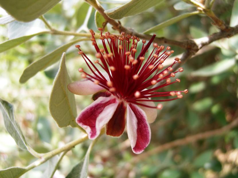 Feijoa sellowiana