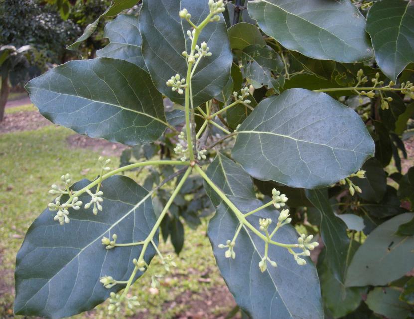 Persea americana