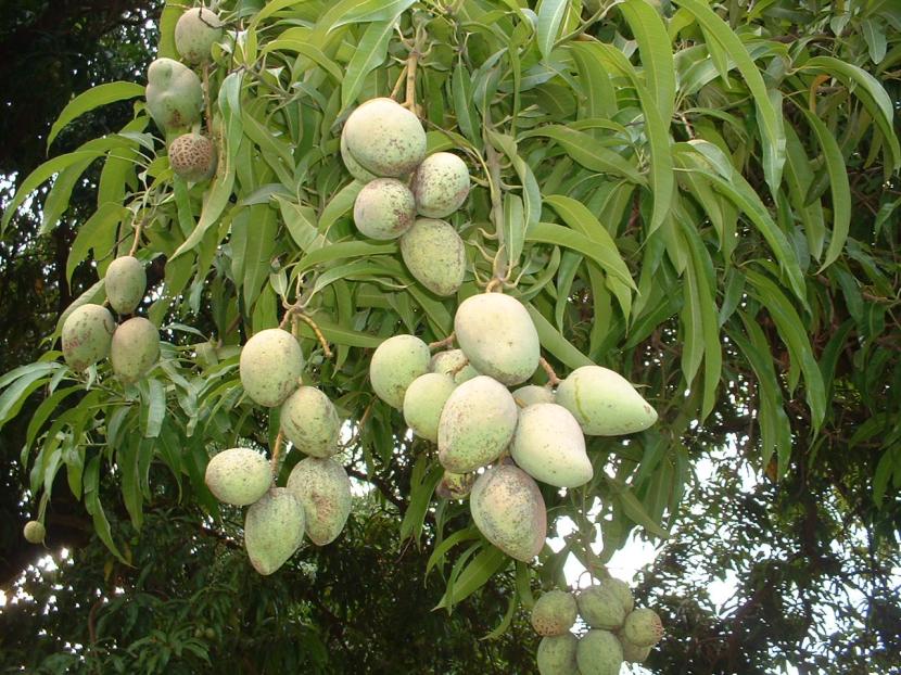 Mango