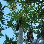 Frutos y follaje de Carica papaya