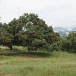 Nephelium lappaceum, vista del árbol