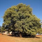 Árbol de aguacate