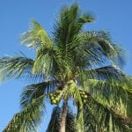 Cocos nucifera, la palmera cocotera
