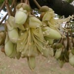 Durio zibethinus