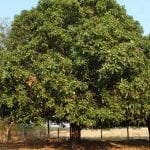 Árbol de mango en jardín