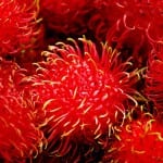 Nephelium lappaceum