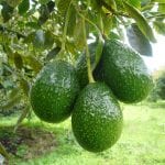injertar planta aguacate